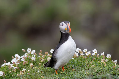 Close-up of bird perching on a flower