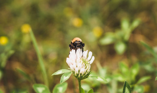 Close-up of bee pollinating on flower