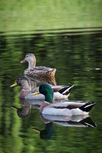 Duck swimming on lake