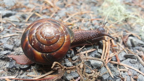 Close-up of snail on land