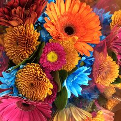 High angle view of multi colored flowering plant