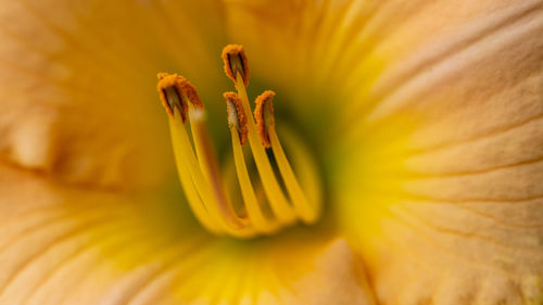 Close-up of yellow flower