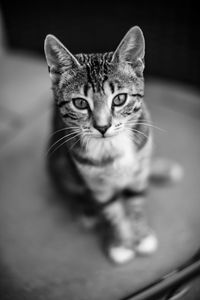 Close-up portrait of tabby cat