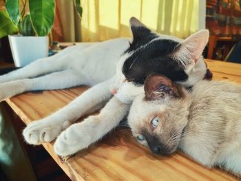 Portrait of cat resting at home