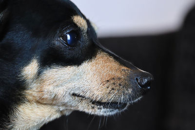 Close-up of dog looking away