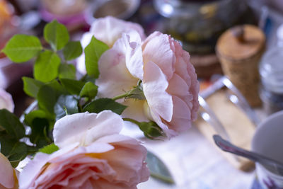 Close-up of rose plant