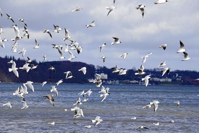 Flock of seagulls flying over sea