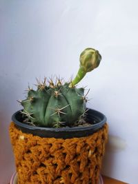 High angle view of succulent plant on table