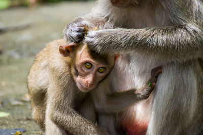 Close-up of monkey family on field