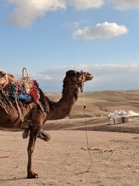 Side view of a horse on desert