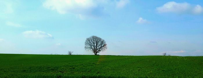 Scenic view of grassy field against sky