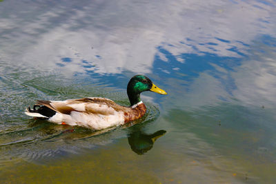 High angle view of mallard duck swimming in lake