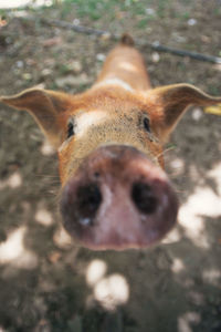 Close-up portrait of horse