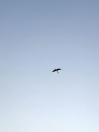 Low angle view of bird flying in sky