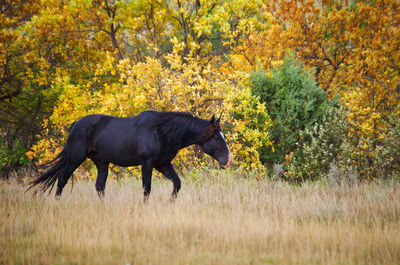 Side view of horse standing on field