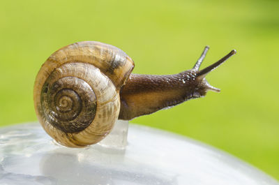 Close-up of snail