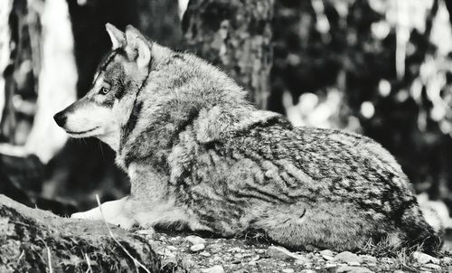 Side view of wolf relaxing on rock