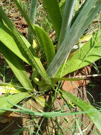 Close-up of cactus