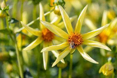 Close-up of yellow flowering plant