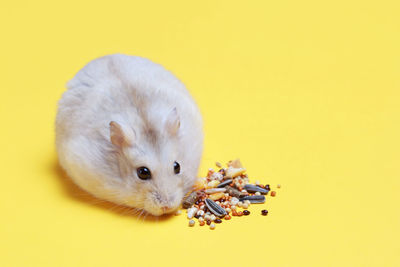 Close-up of an animal over yellow background