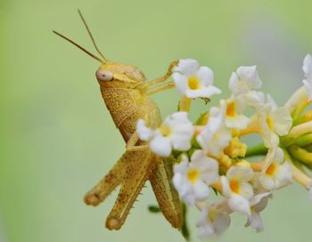 Close-up of insect on flowers over green background