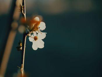 Close-up of cherry blossoms in spring