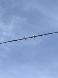 Low angle view of birds perching on cable against sky