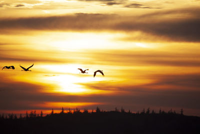 Flock of cranes in mecklenburg-vorpommern, germany