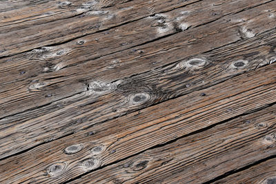 Close-up of wood on tree