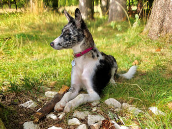 Dog sitting in field