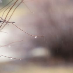 Close-up of raindrops on plant