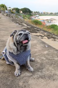 Close-up portrait of dog