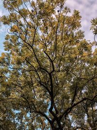 Low angle view of tree against sky