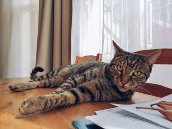 Cat lying on table at home