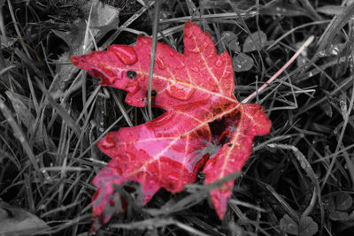 Close-up of leaves