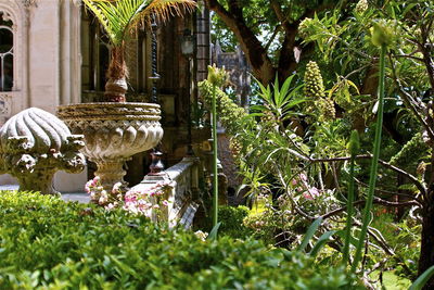 Potted plants in backyard