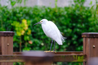 bird