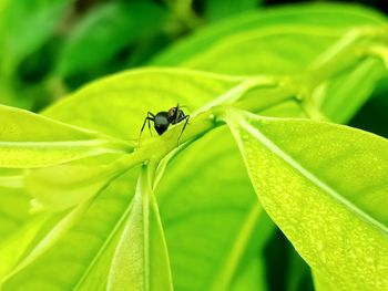 Close-up of insect on leaf