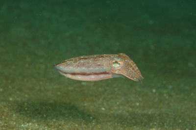 My favorite underwater