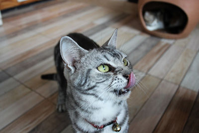 High angle view portrait of a cat