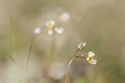 Close-up of flowering plant