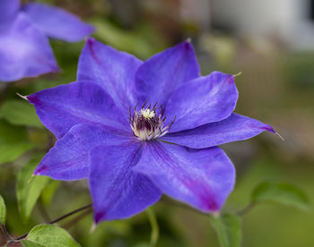 Close-up of purple blue flower