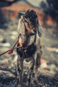 Close-up of goat standing outdoors