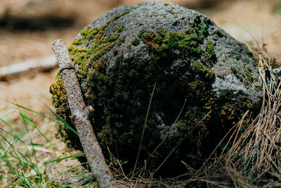 Close-up of moss growing on tree trunk