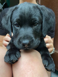 Low section of person holding puppy