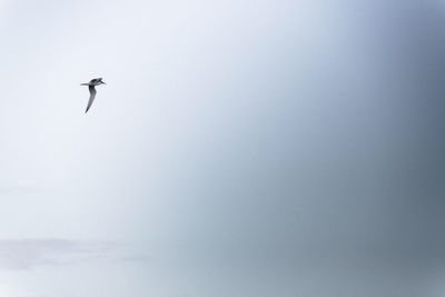 Low angle view of seagull flying in sky