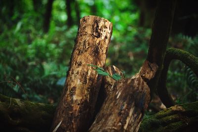 Close-up of tree stump in forest