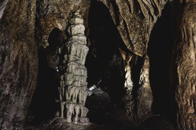 Low angle view of tree trunk