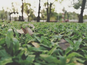 Surface level of grass