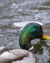 Close-up of mallard duck on lake